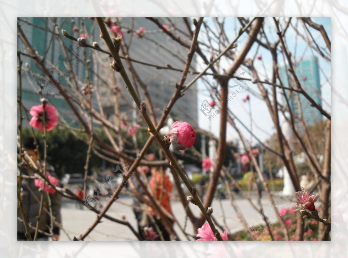 桃花花蕾图片