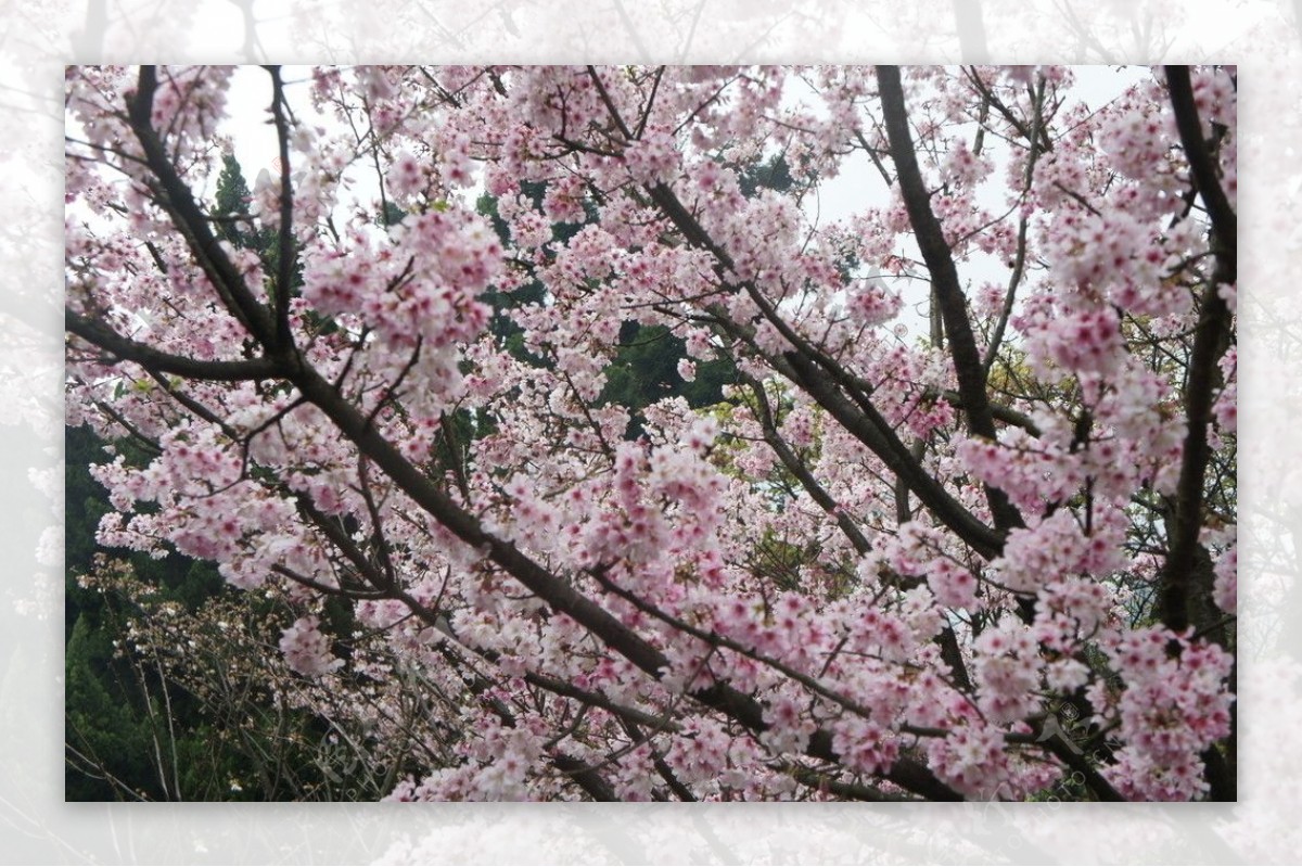 阳明山樱花图片