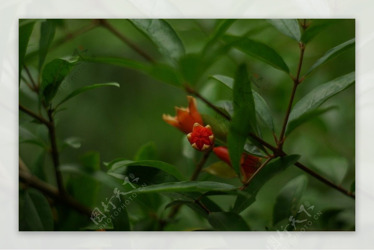 石榴花图片