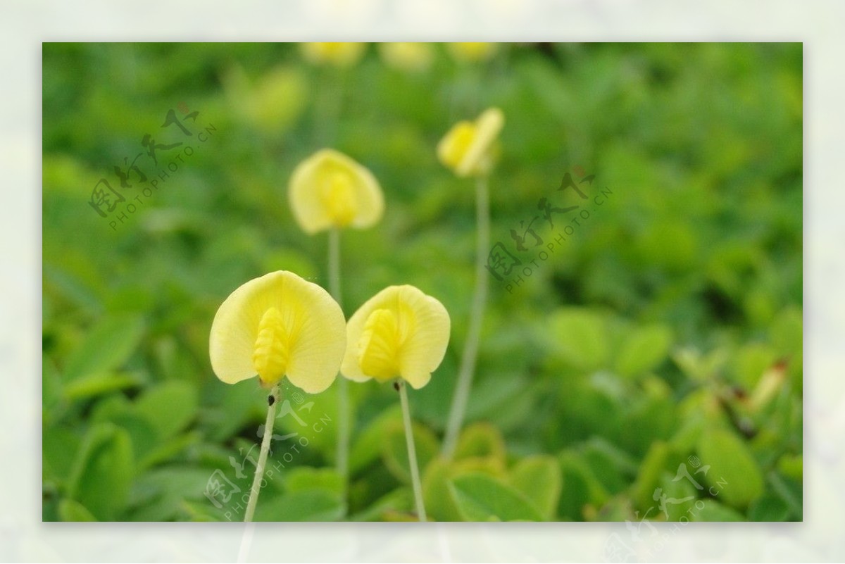 小花小草之情侣图片