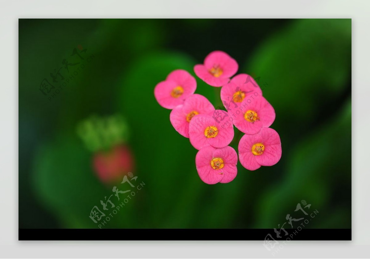 六朵小红花图片