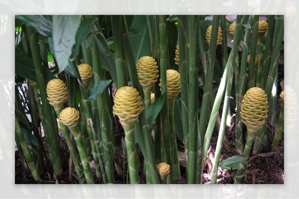 热带植物姜花图片