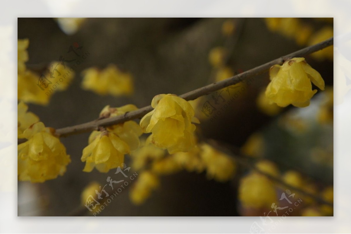 梅花蜡梅图片