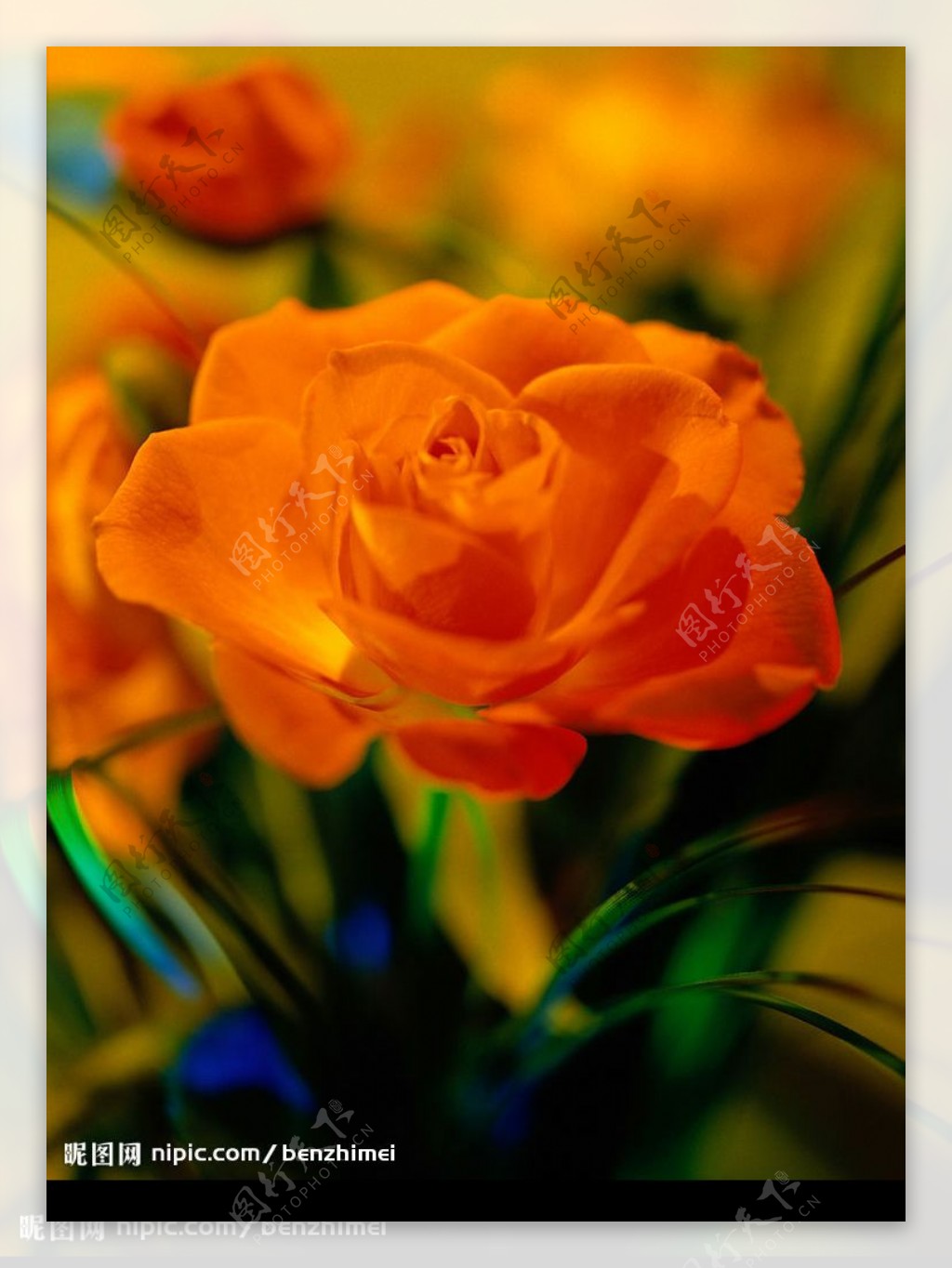 橙色的花朵图片