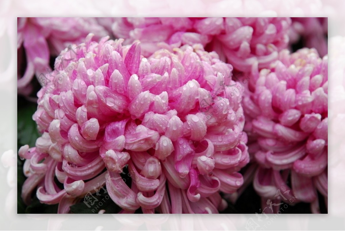 露珠下的菊花摄影图片
