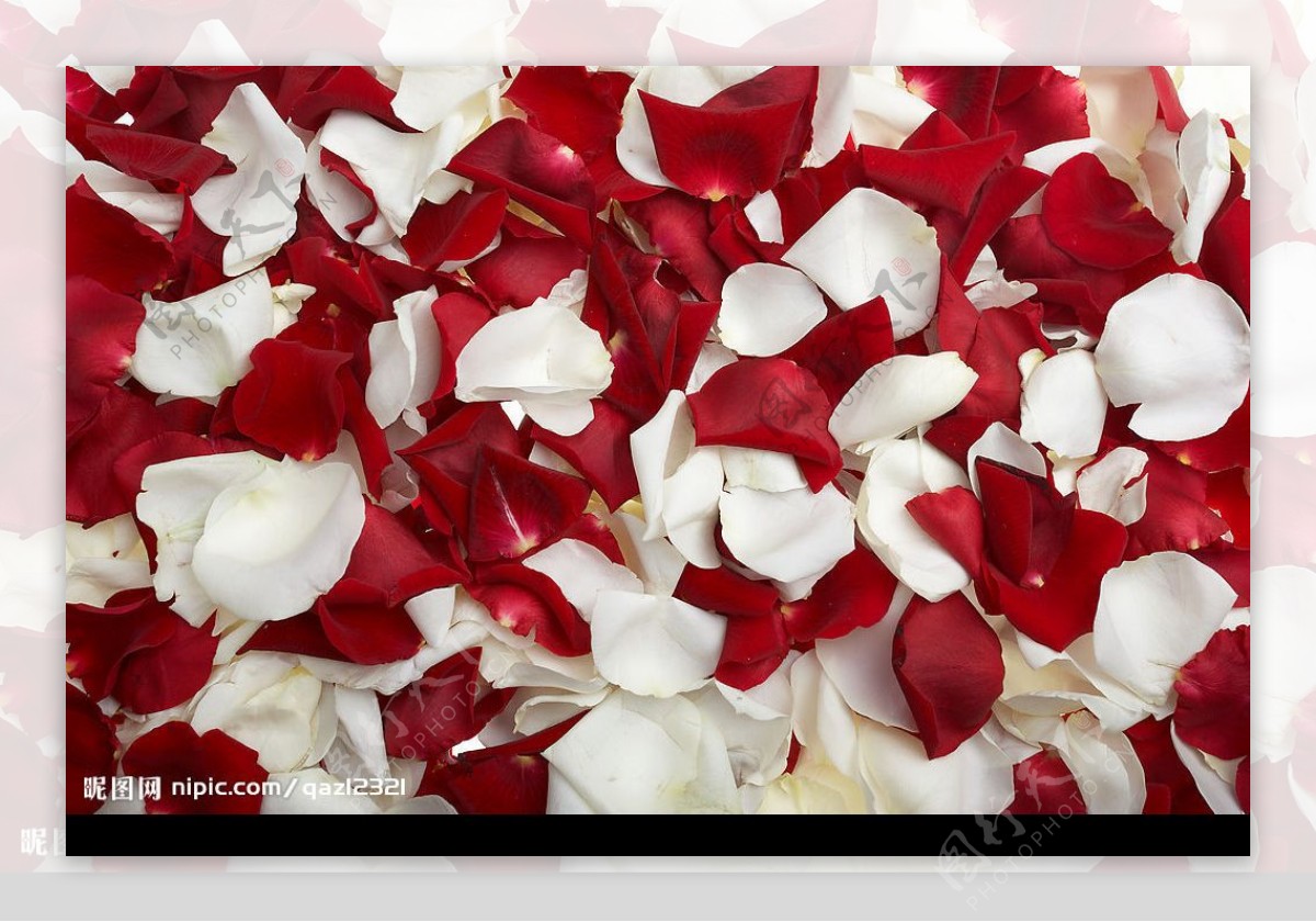 红玫瑰与白玫瑰花瓣图片