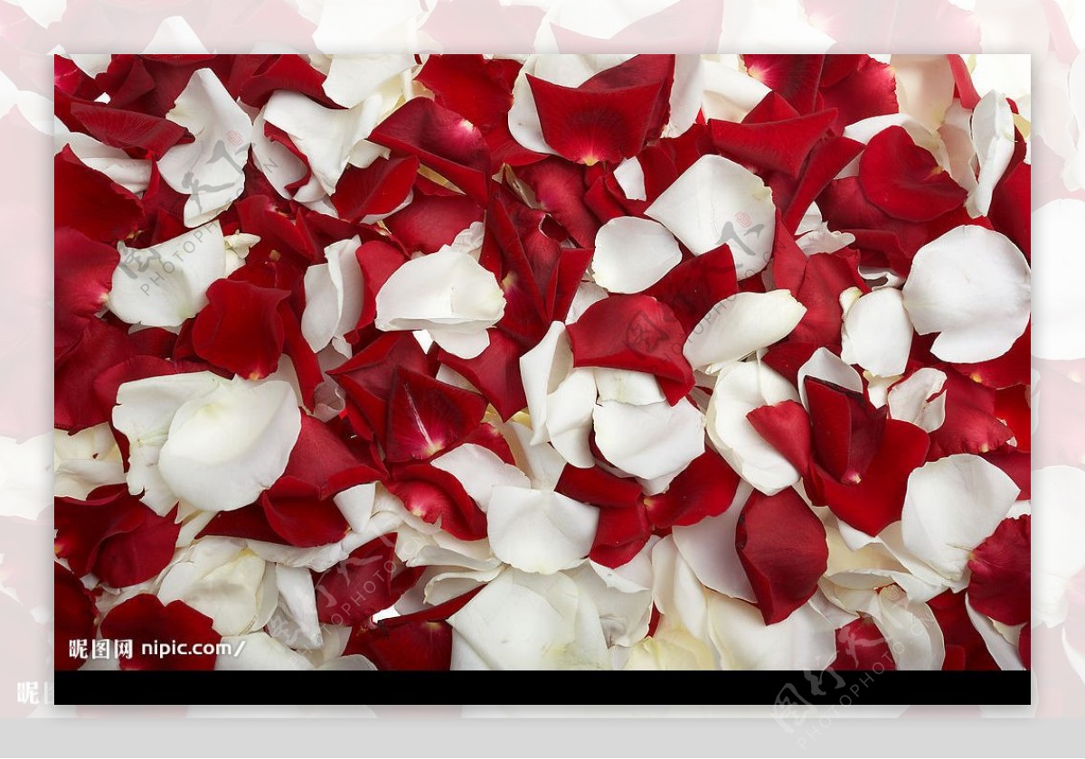 高清晰软红玫瑰花瓣壁纸