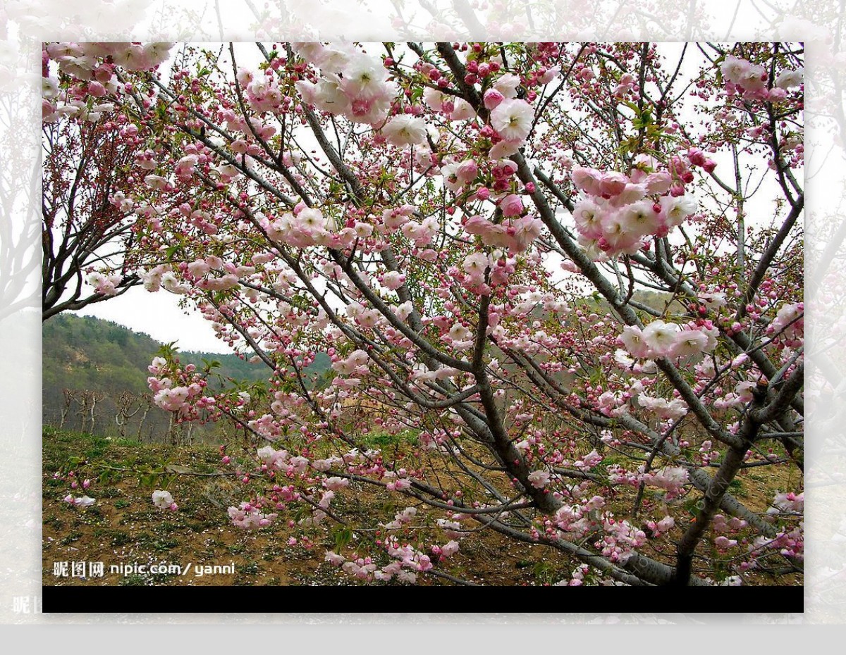 龙王塘樱花图片