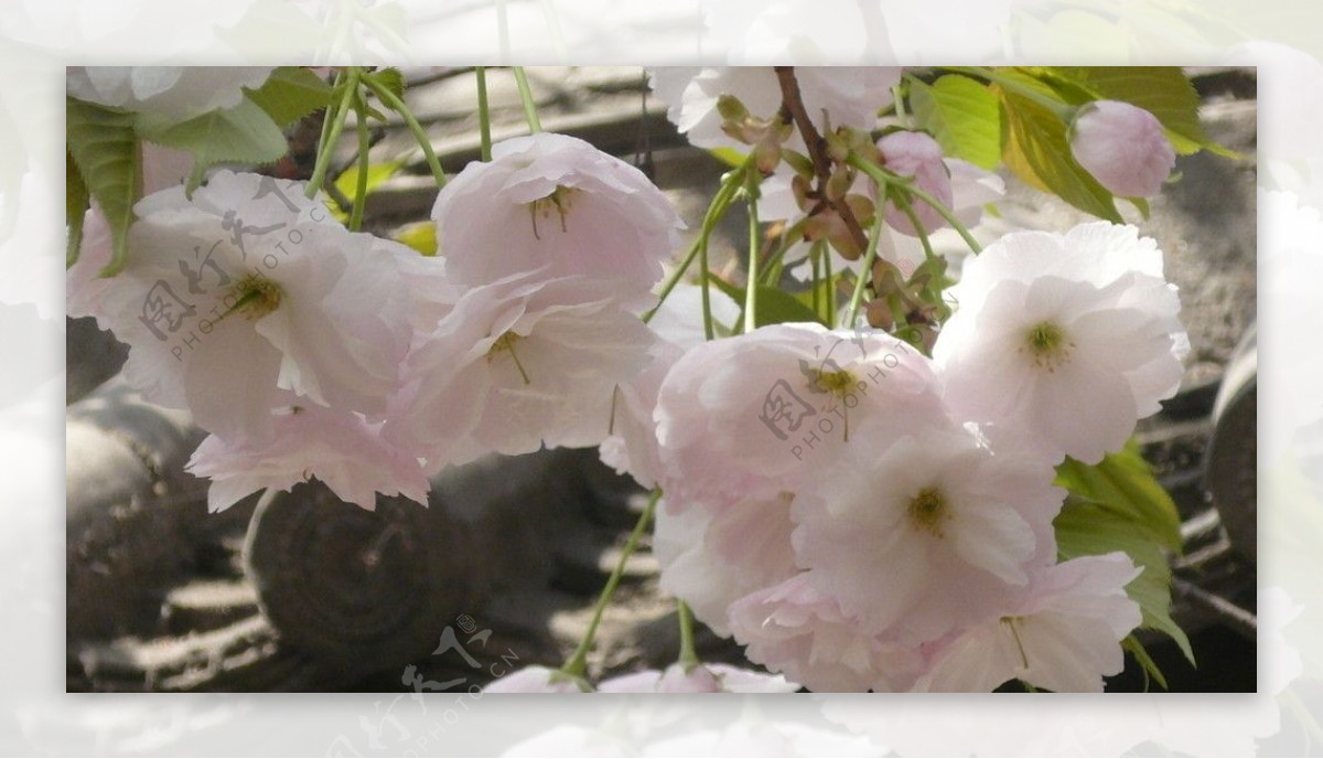 青龙寺粉色的樱花图片