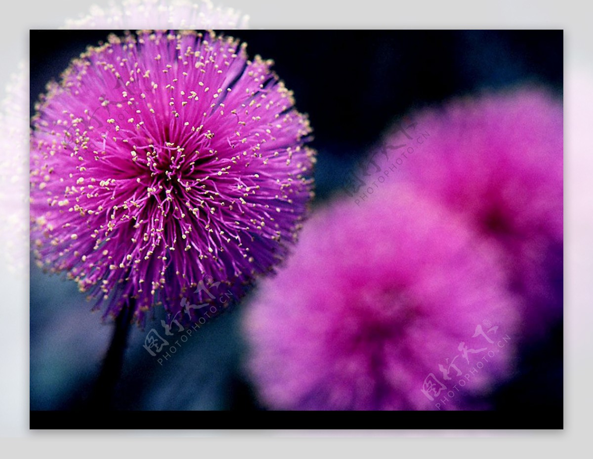 季节花卉紫色绣球图片