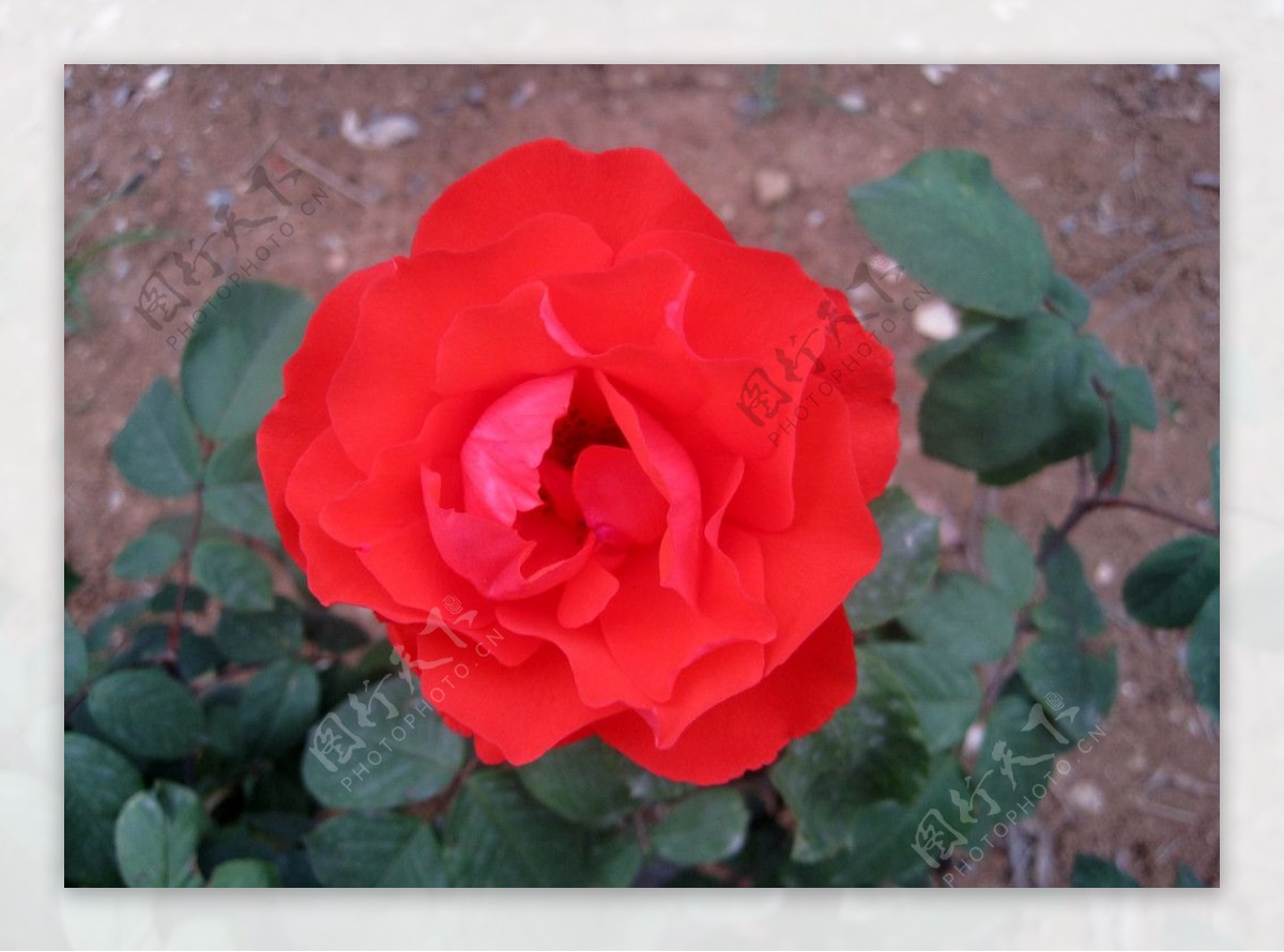 红花红色月季植物图片植物摄影图片植物照片