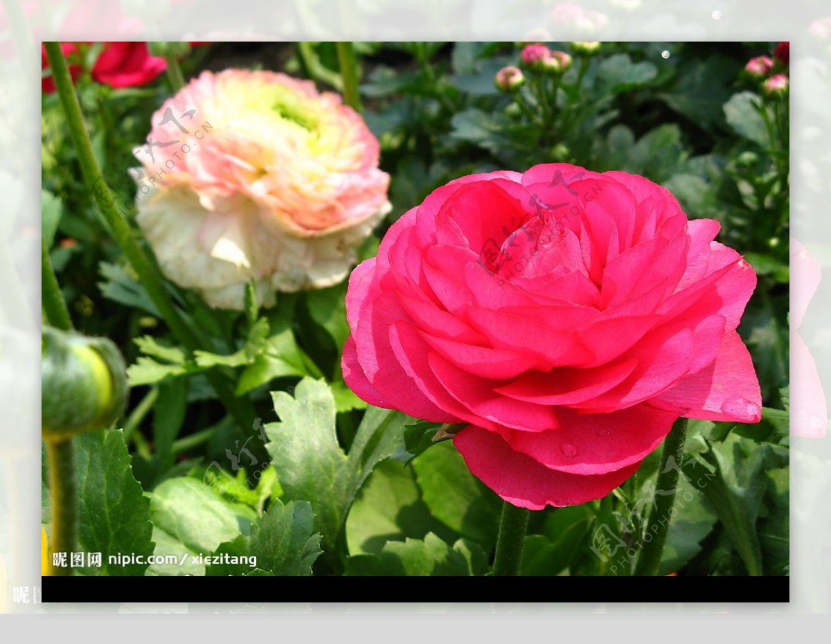 玫瑰海棠图片