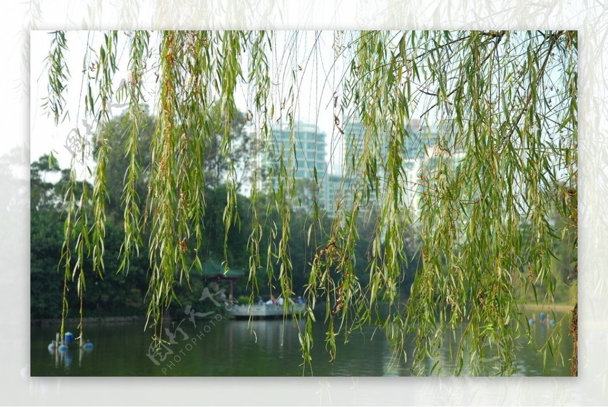 湖边的柳枝图片