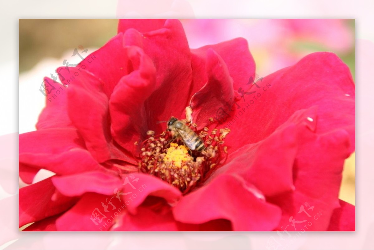 红月季蜜蜂图片