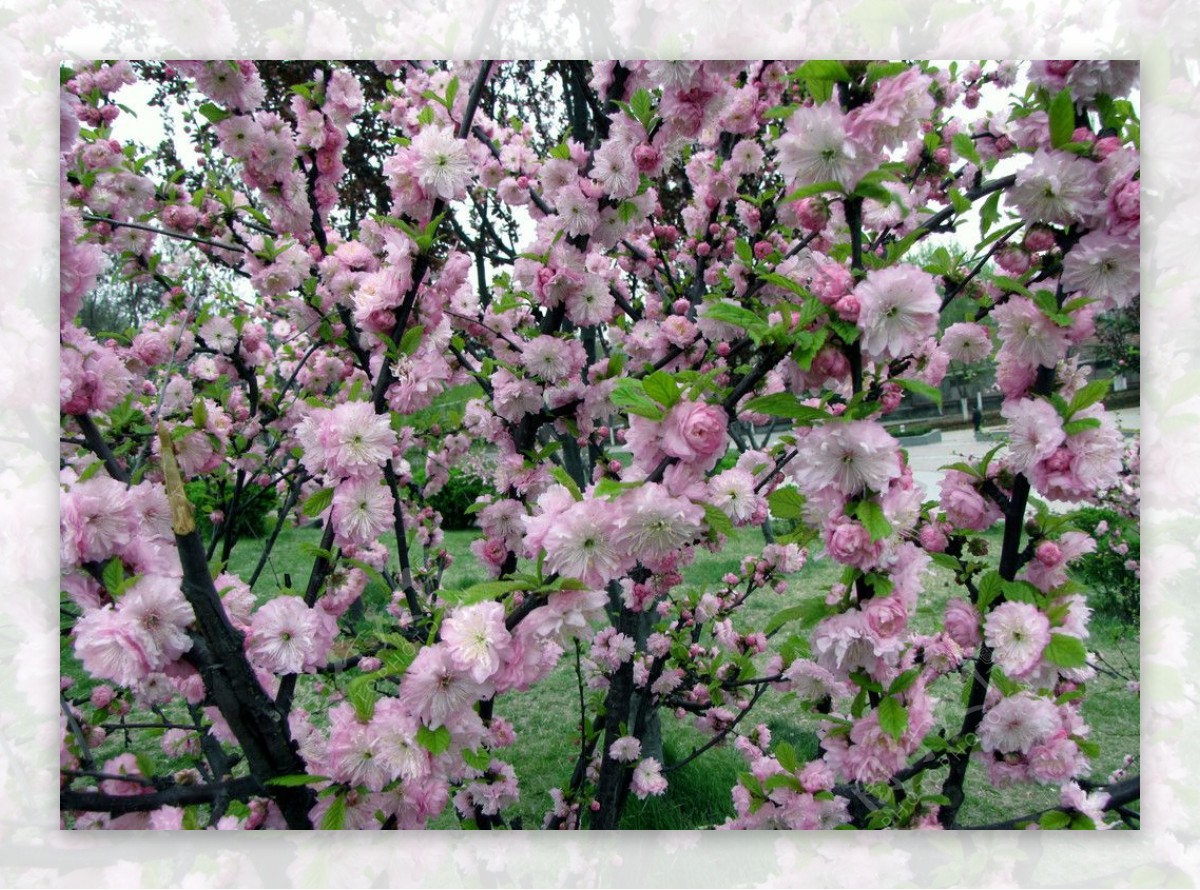 山樱桃花图片