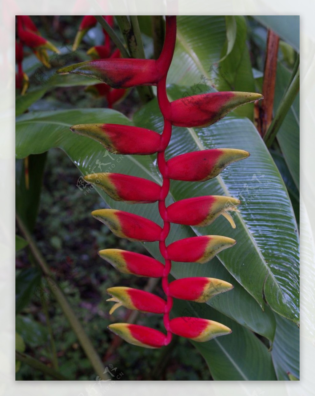 熱帶植物图片