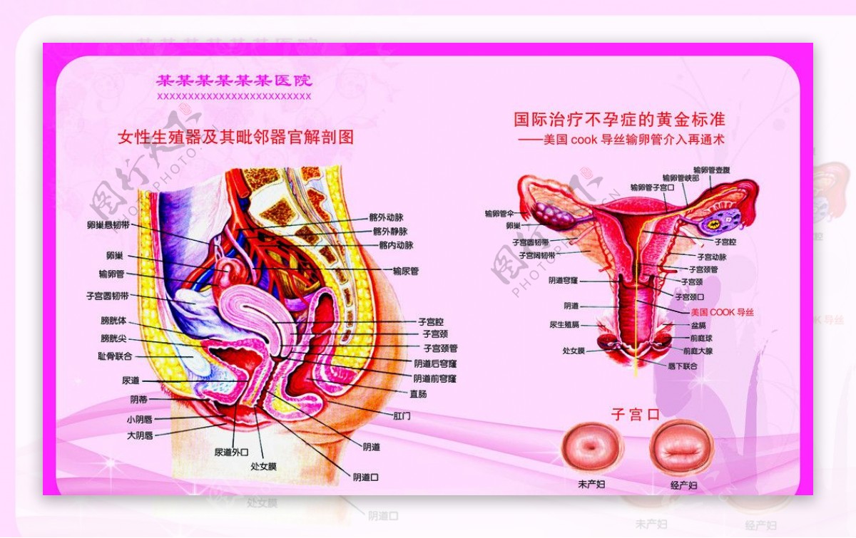 妇科人体解剖图图片