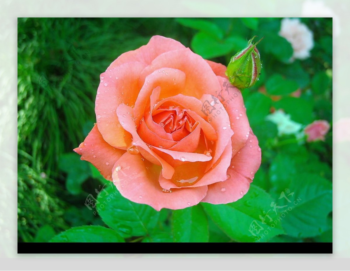 粉嫩的玫瑰花图片