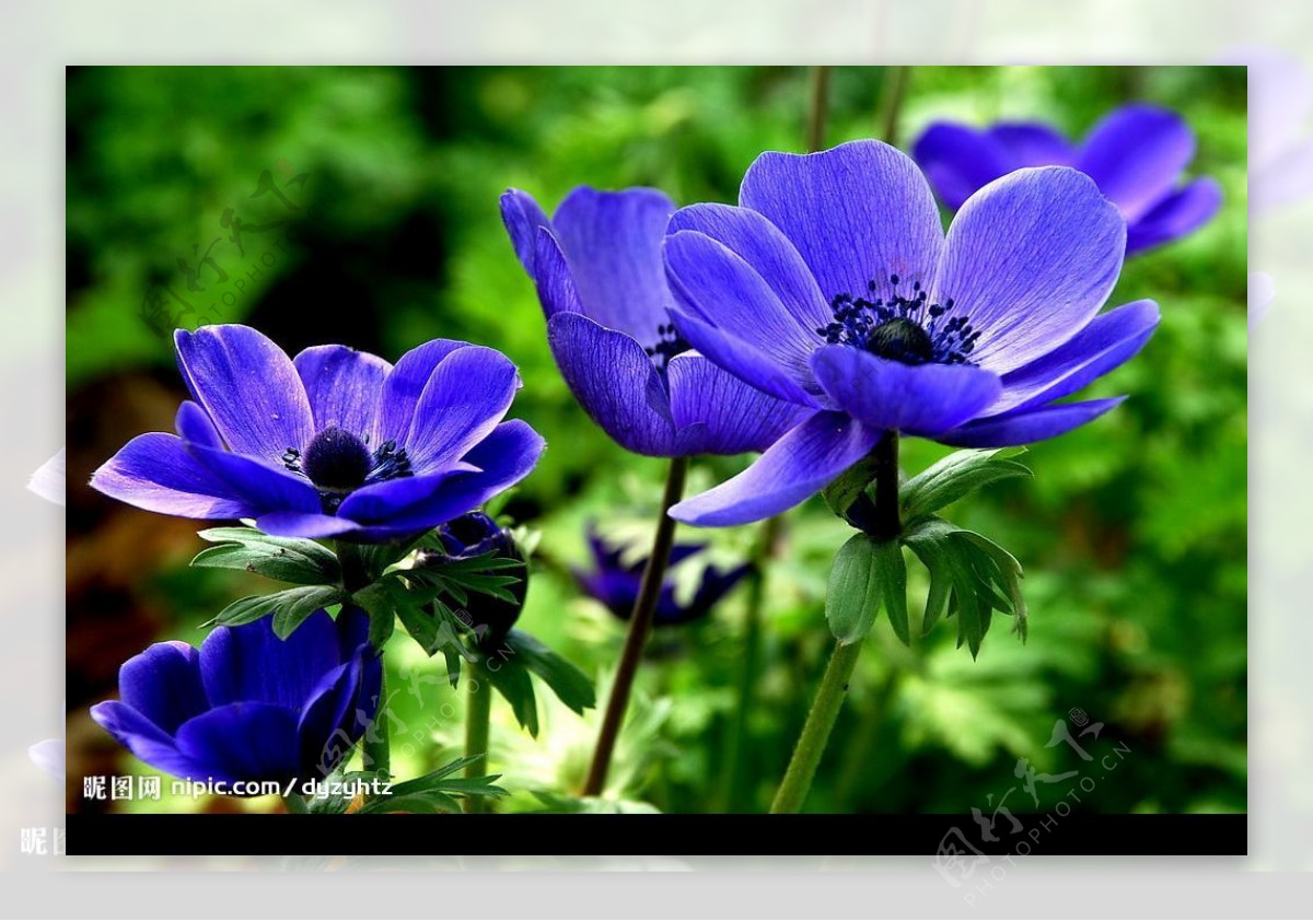 紫色花朵摄影图JPG图片