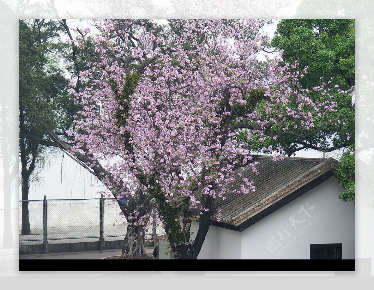 春之紫荆花图片
