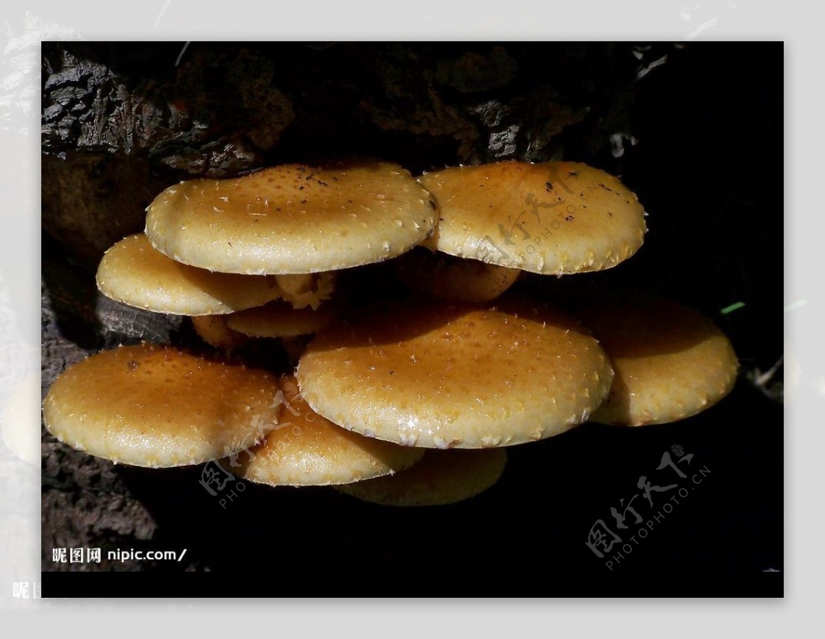 石缝蘑菇图片