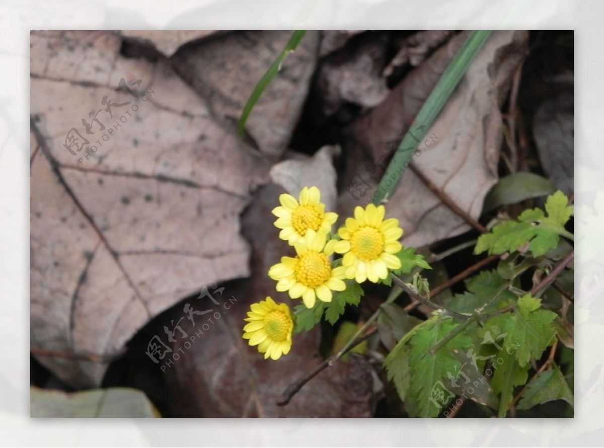 野生黄菊花图片