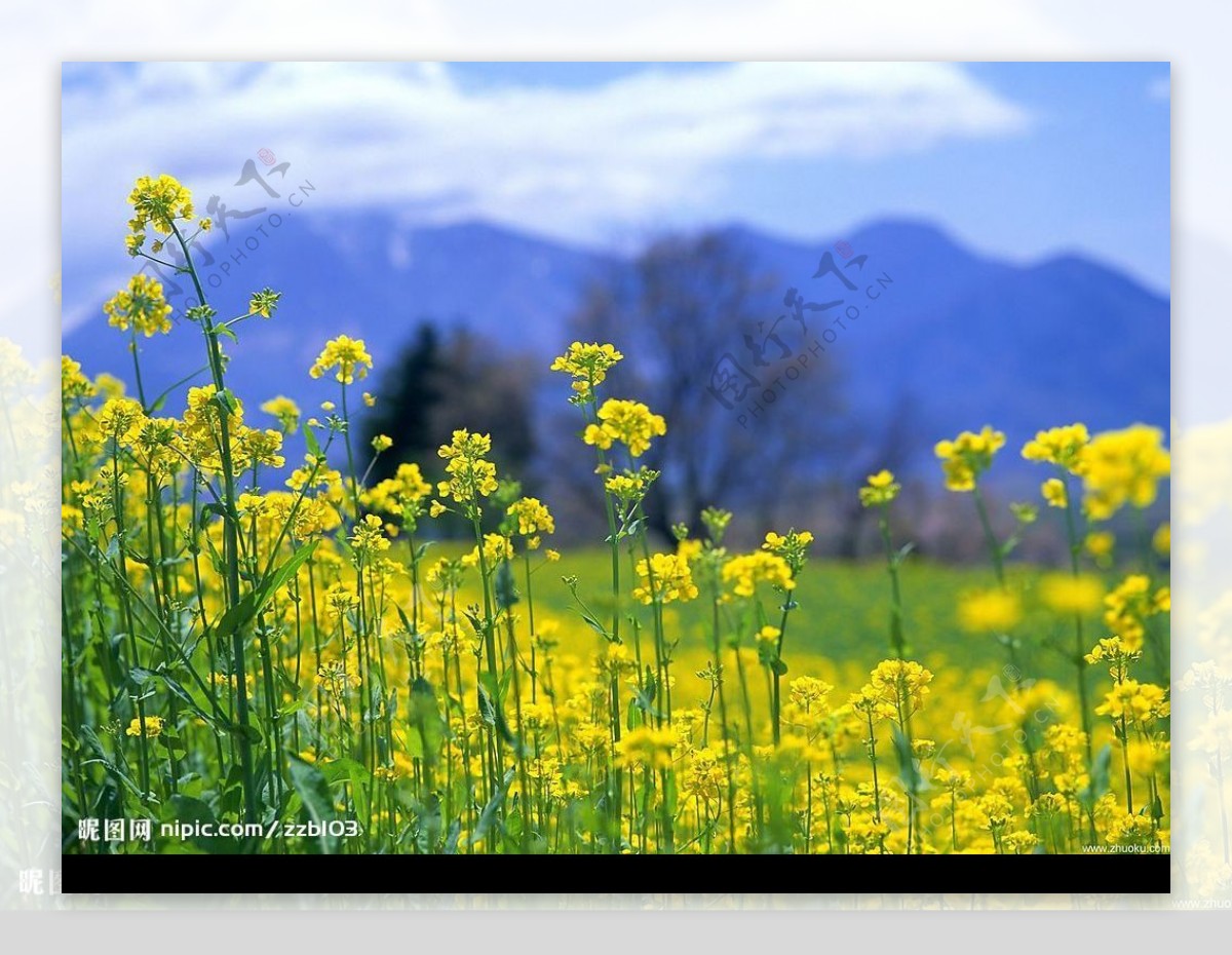 油菜花开图片