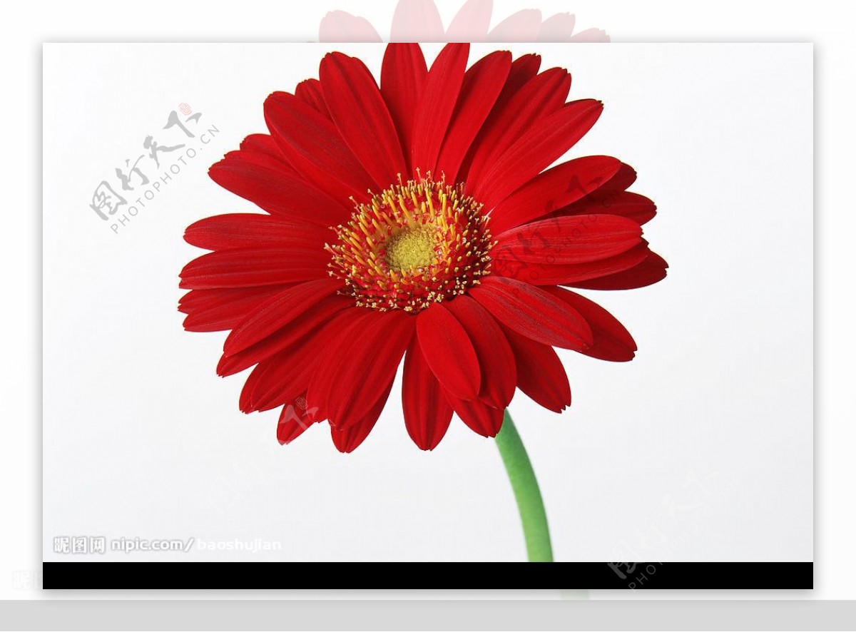 红菊花图片