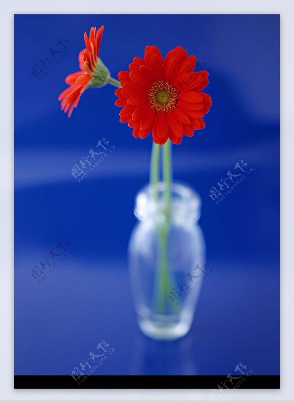 菊花花瓶图片