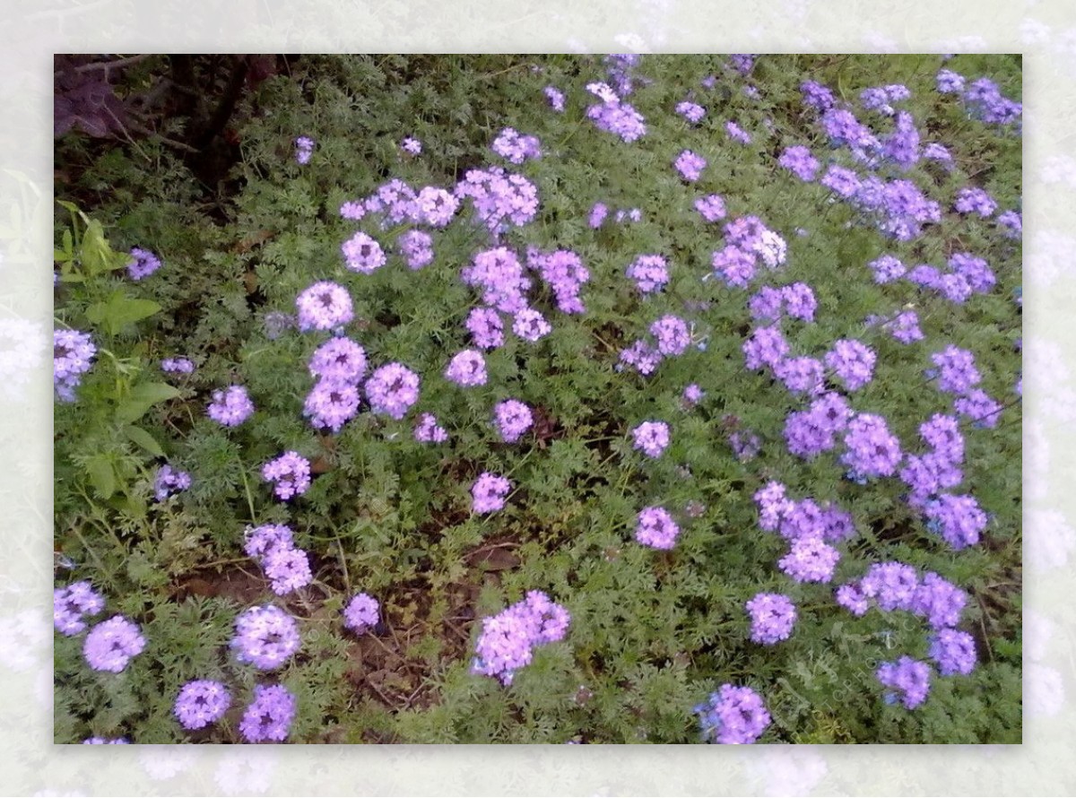 摄影鲜花图片