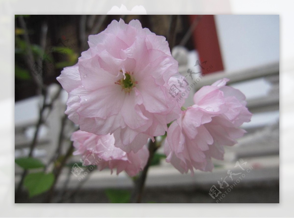 芙蓉花图片