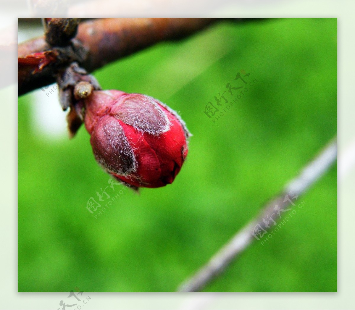 桃花蓓蕾图片