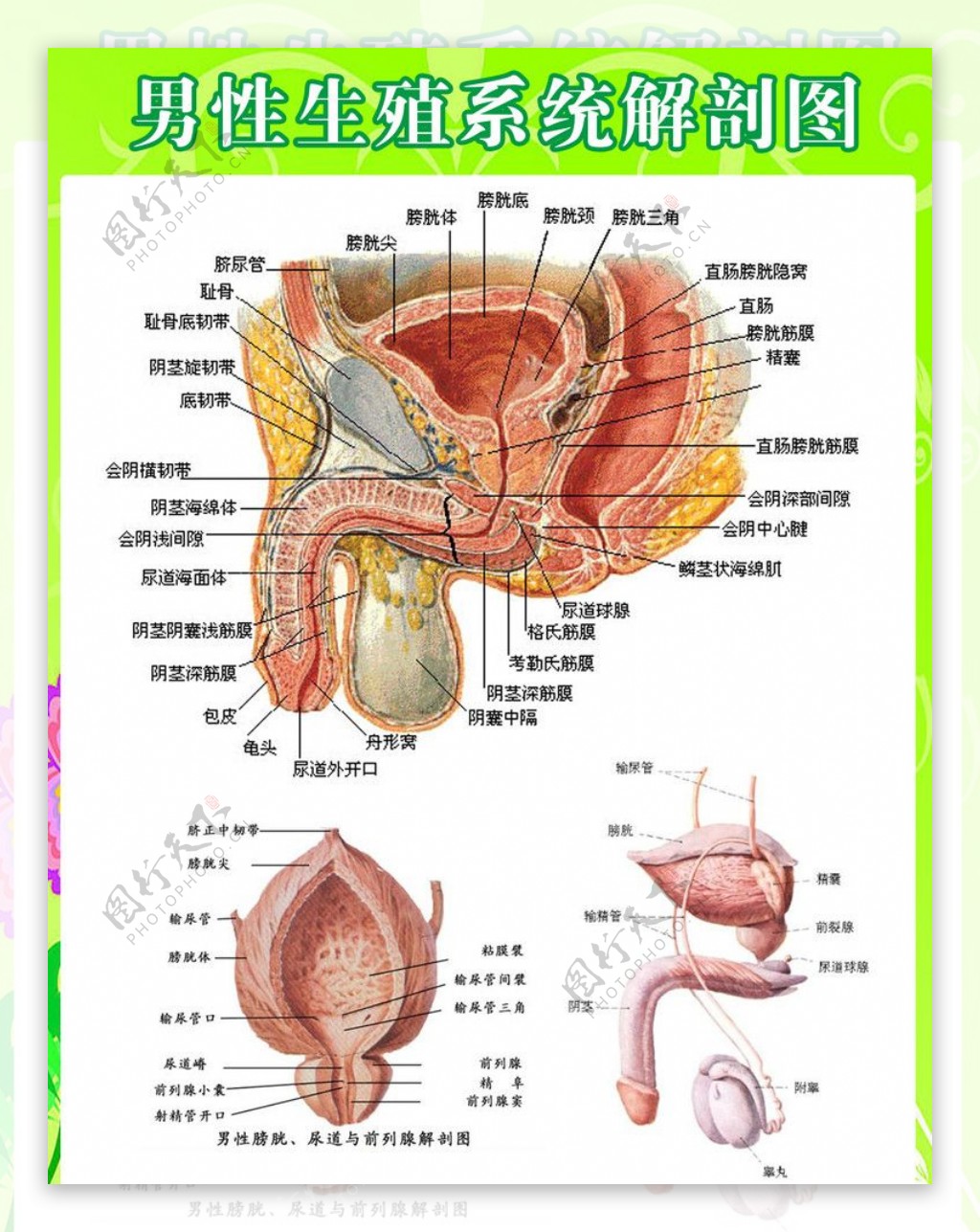 男性生殖系统解剖图图片