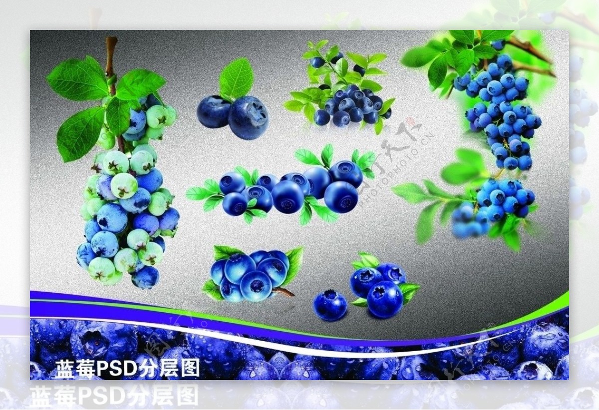 蓝莓分层图图片