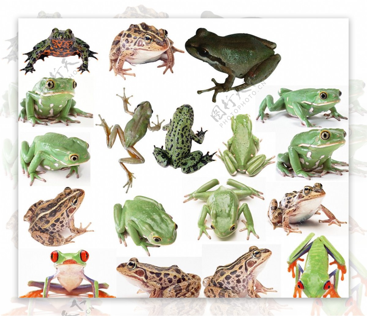 18款青蛙素材图片