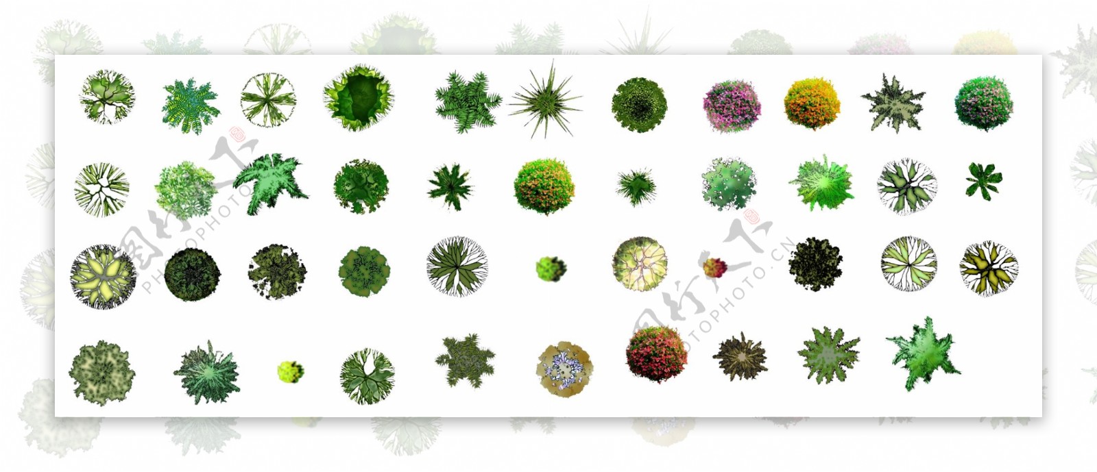 植物平面图图片