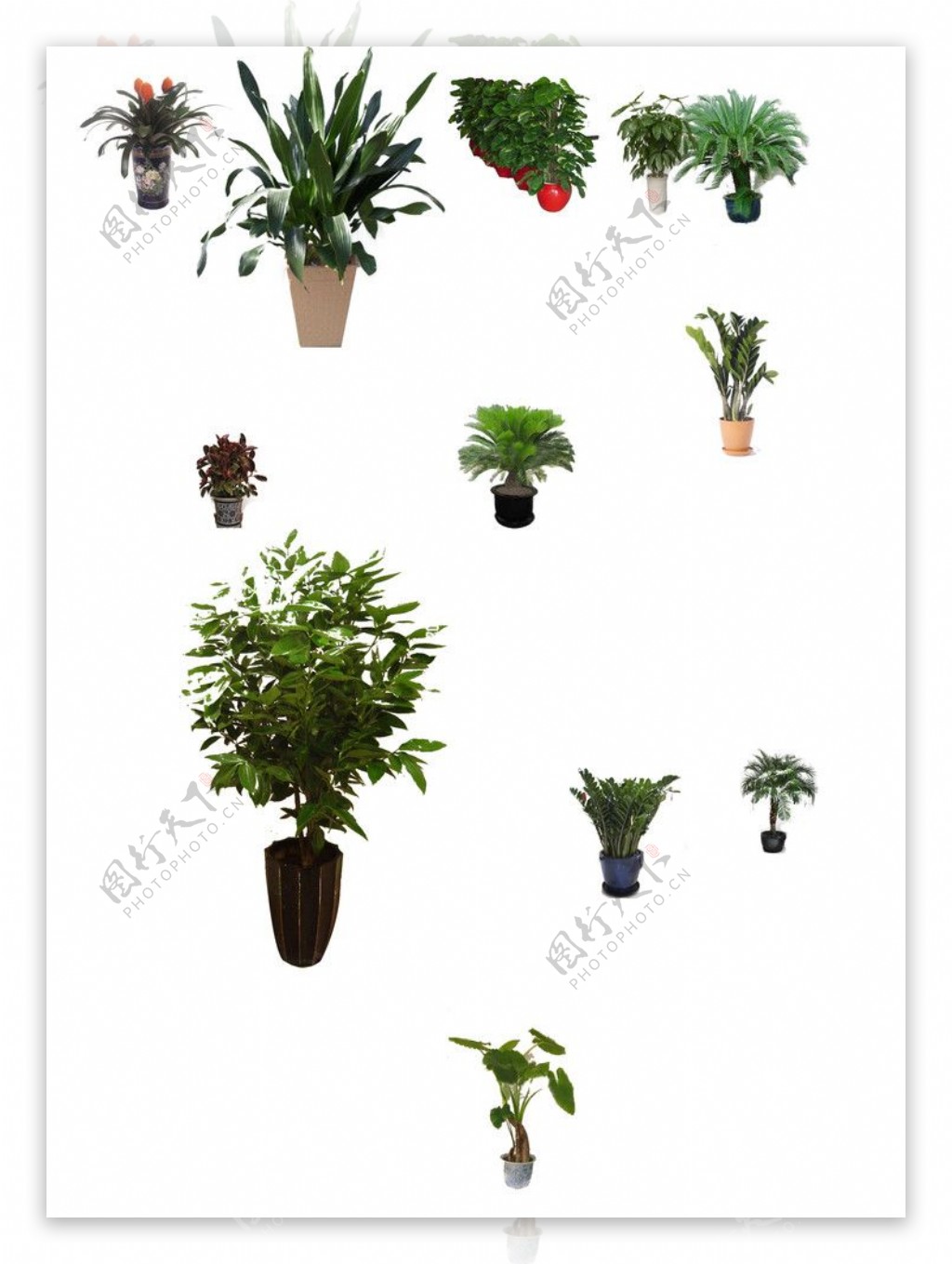 盆景植物素材抠图不精确图片