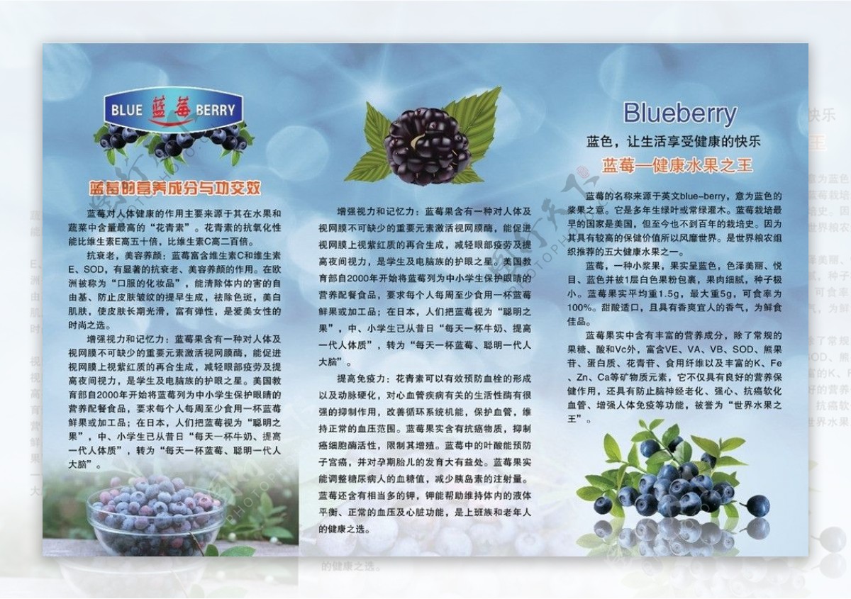 植物健康素材蓝莓图片
