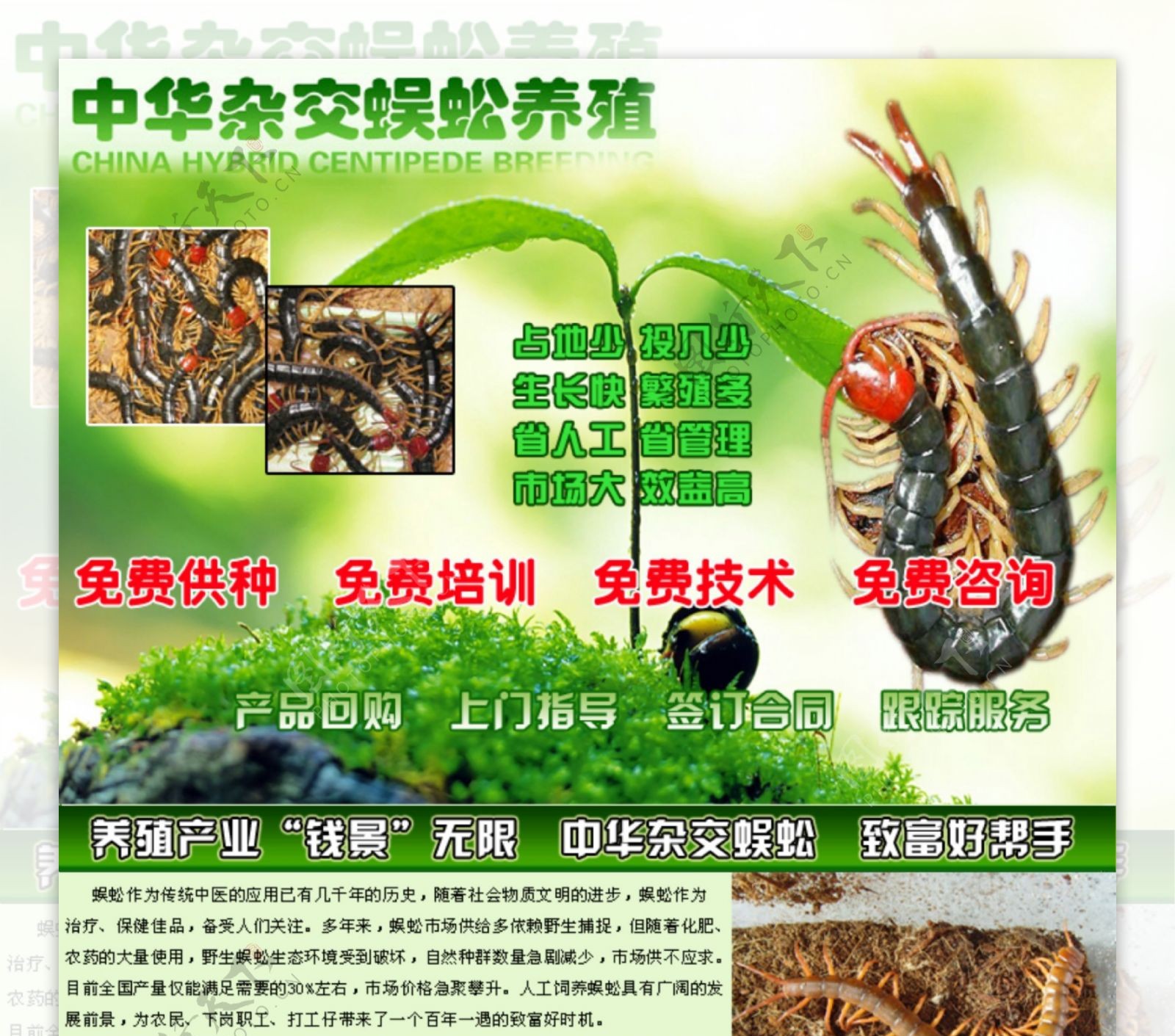 蜈蚣养殖招商网页图片