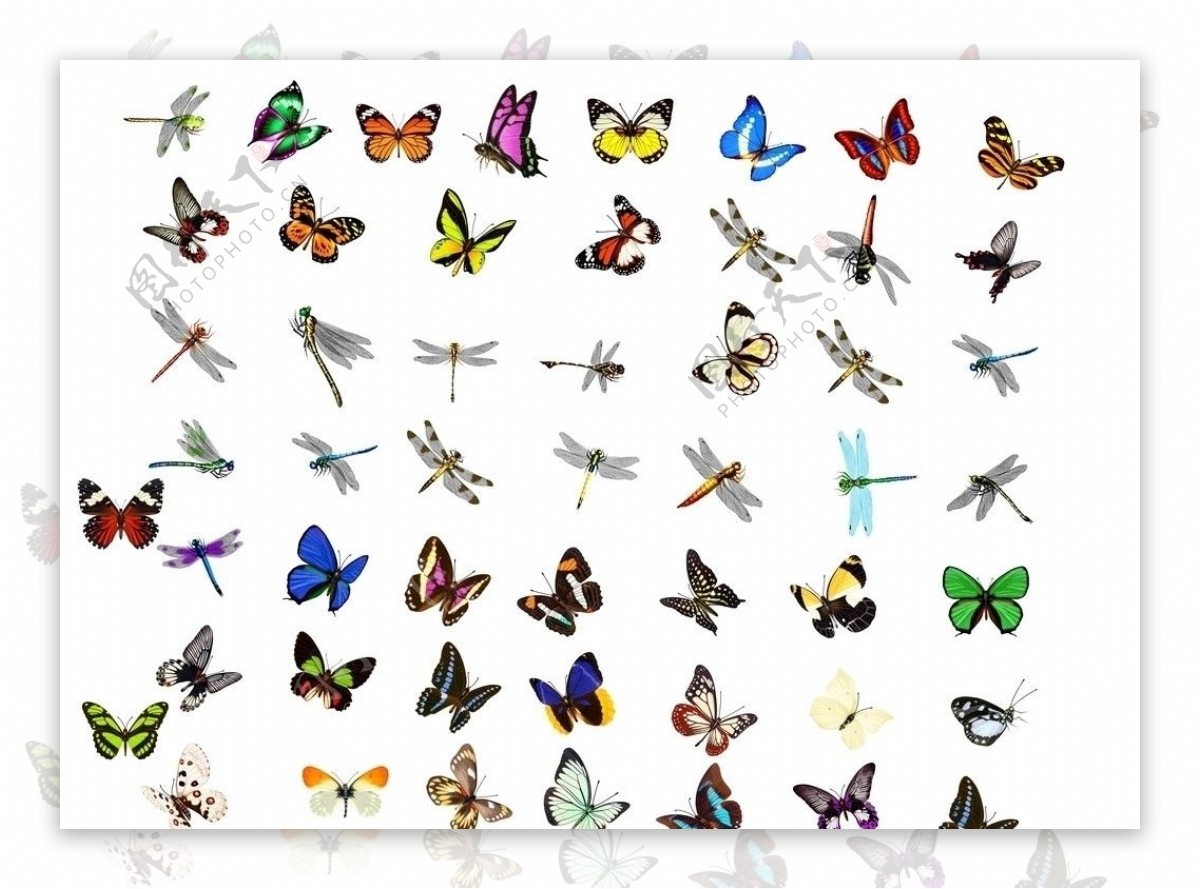 100只蝴蝶蜻蜓PSD图片