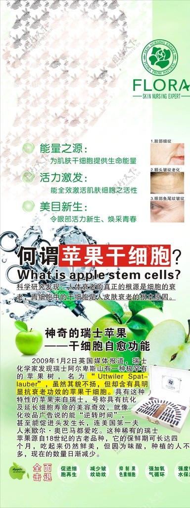 苹果干细胞图片