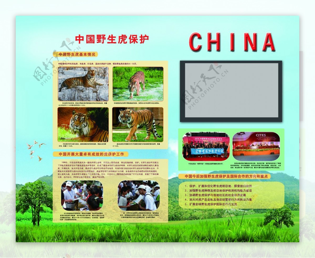中国野生虎保护图片