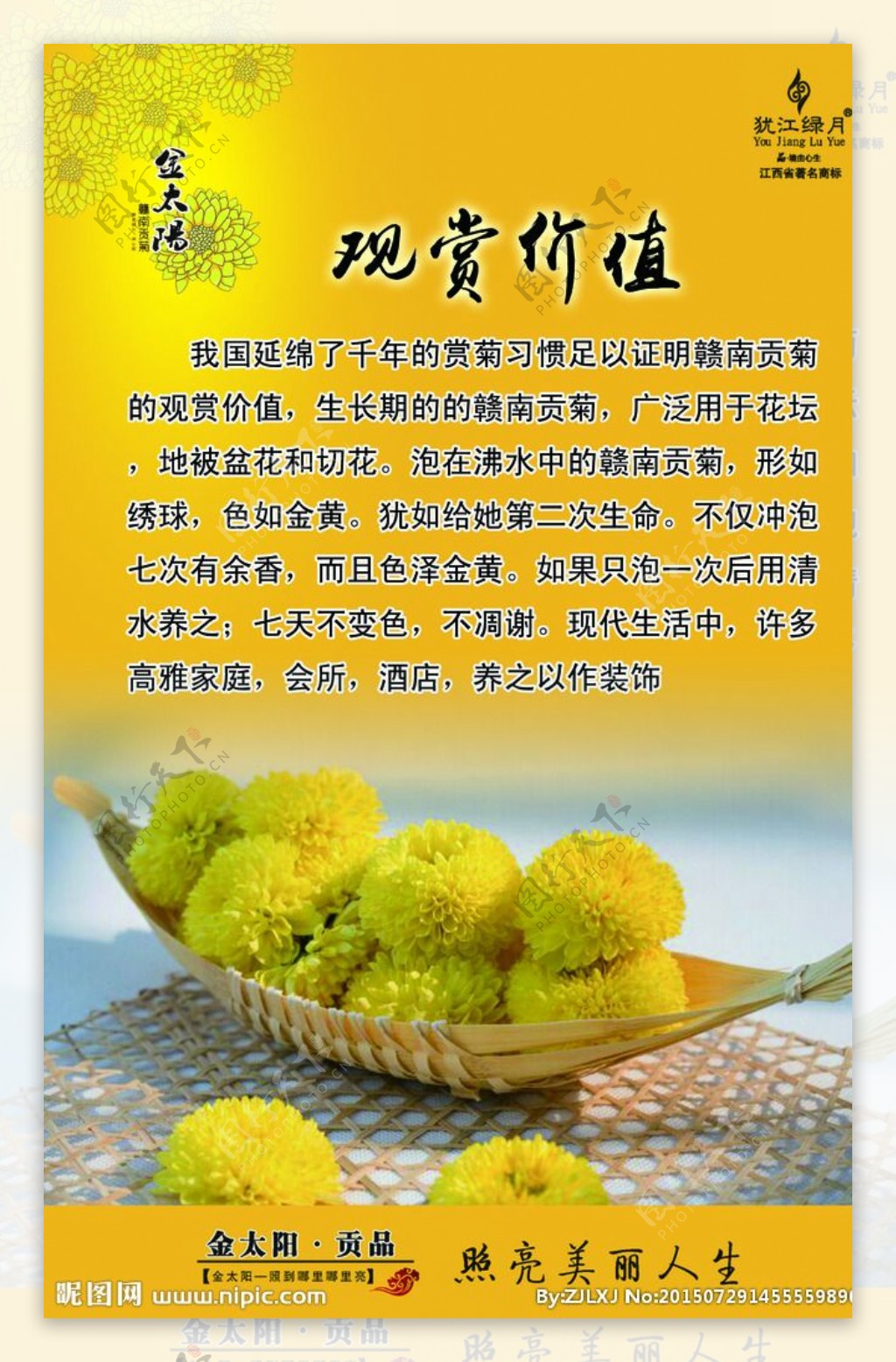 菊花观赏价值图片