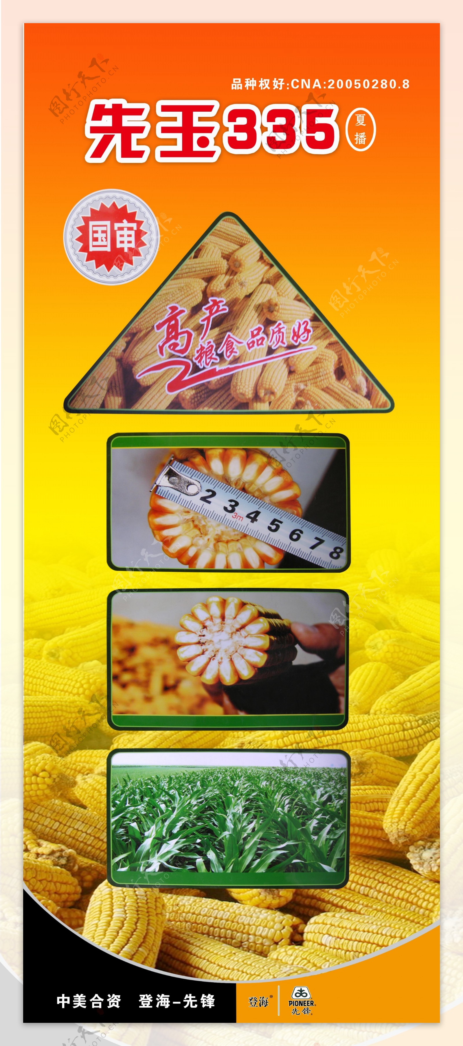 玉米种子广告图片