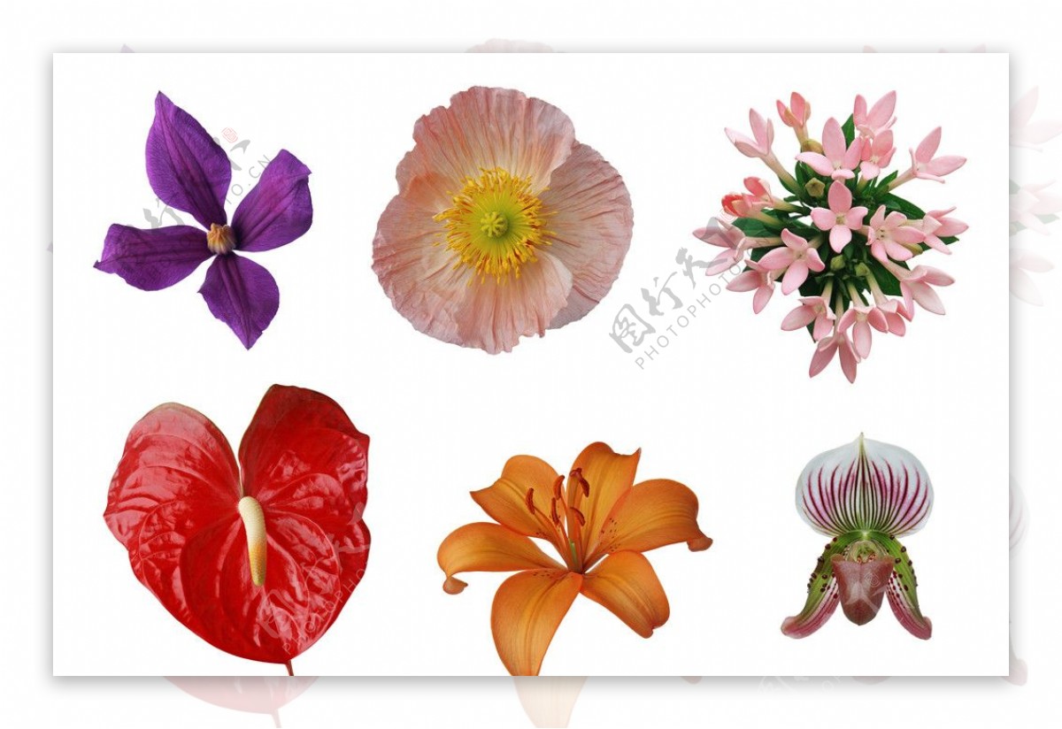 高精度花朵PSD分层素材图片