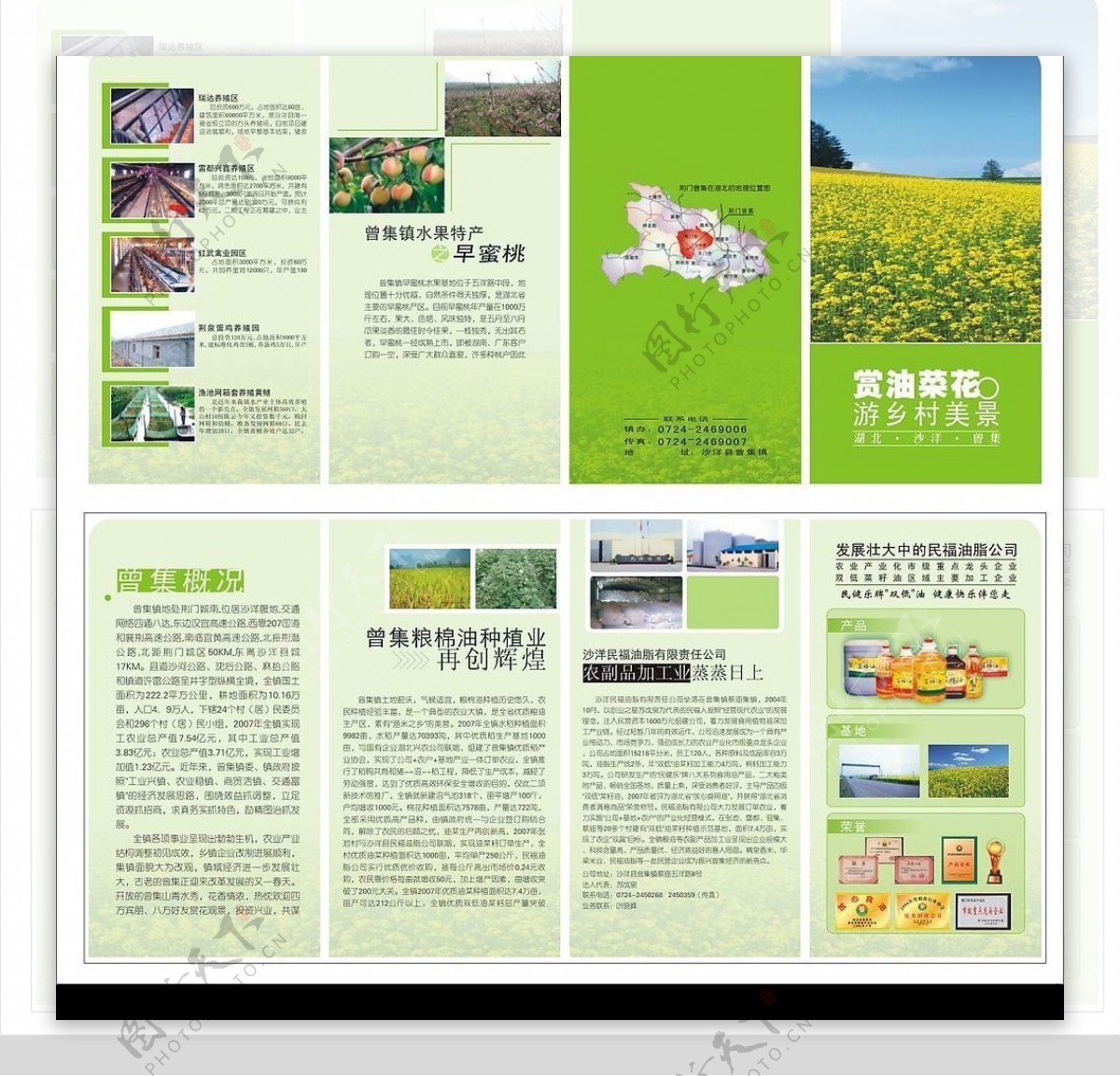 油菜花节册页图片