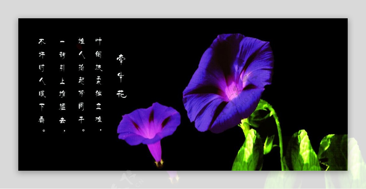 紫牵牛花图片