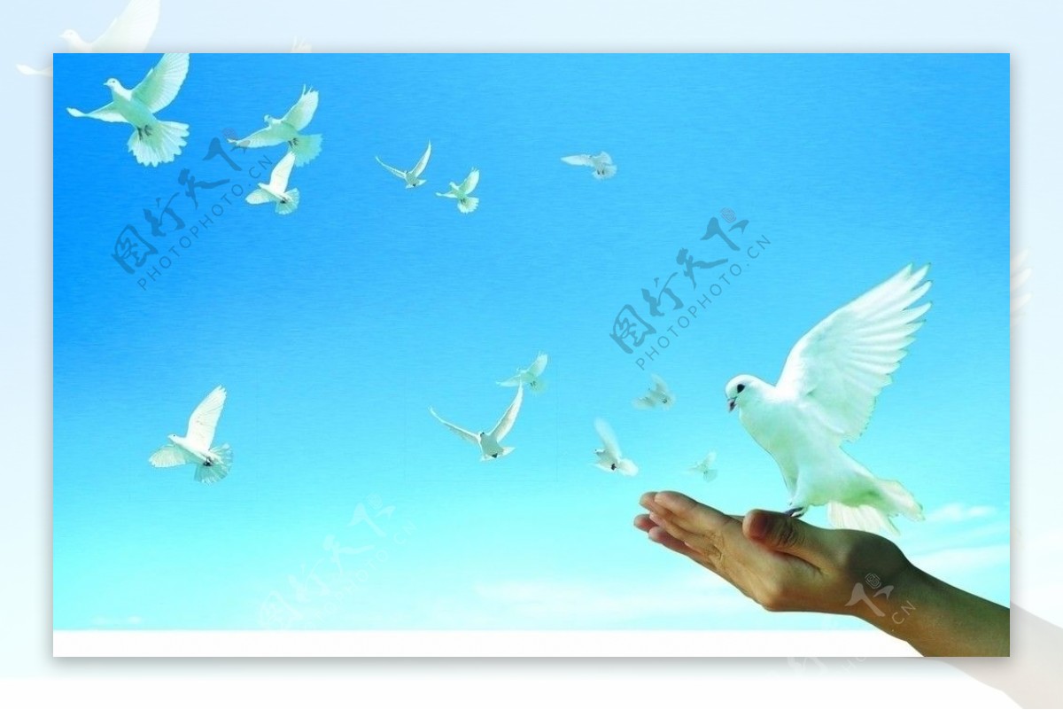 和平鸽为民办实事手和平鸽古塔稻田天空寓意做好事图片