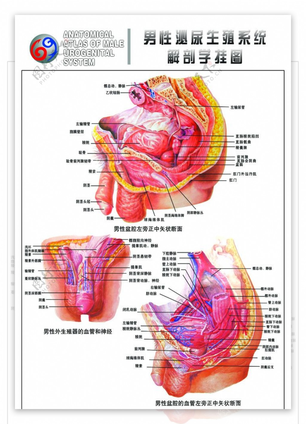 男性生理系统挂图图片