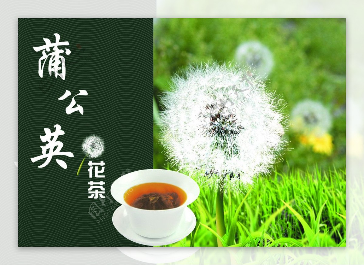 茶广告蒲公英花茶图片